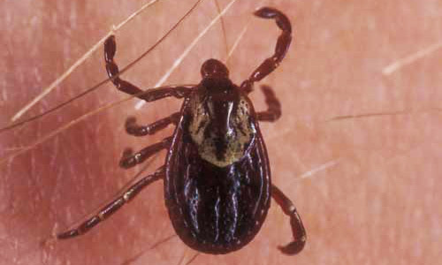 american_dog_tick01.jpg